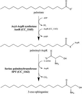 Specialized acyl carrier protein used by serine palmitoyltransferase to synthesize sphingolipids in Rhodobacteria